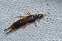 Labidura riparia