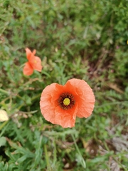 Papaver rhoeas