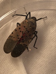 Lycorma delicatula