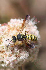 Eucerceris provancheri
