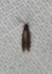 Pigritia