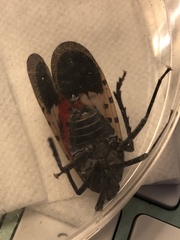 Lycorma delicatula