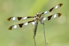 Libellula pulchella