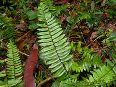 Pellaea falcata