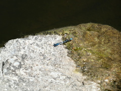 Enallagma carunculatum