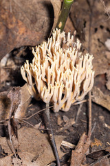 Ramaria stricta