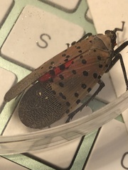 Lycorma delicatula