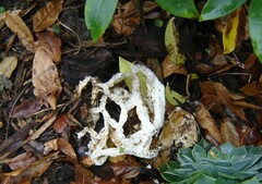 Ileodictyon cibarium