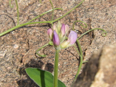 Lathyrus