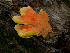 Laetiporus sulphureus