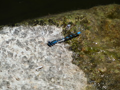 Enallagma carunculatum