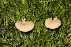 Crepidotus crocophyllus