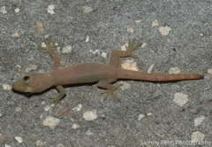 Hemidactylus garnotii