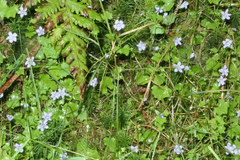 Hesperocodon hederaceus