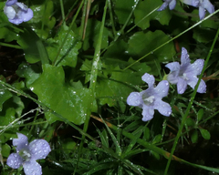 Hesperocodon hederaceus