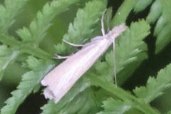 Crambus perlella
