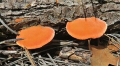 Trametes cinnabarina