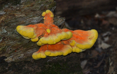 Laetiporus sulphureus