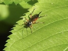 Diplazon laetatorius