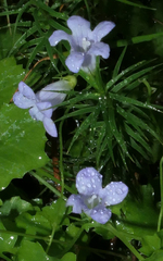 Hesperocodon hederaceus