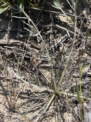 Cirsium pitcheri