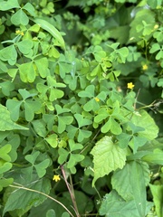 Oxalis stricta