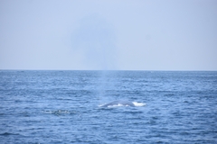 Balaenoptera musculus