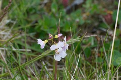 Cardamine polemonioides