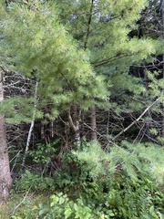 Pinus strobus