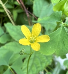 Oxalis stricta