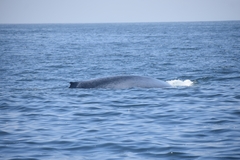 Balaenoptera musculus