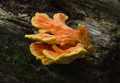 Laetiporus sulphureus