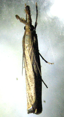 Agriphila vulgivagellus