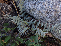 Pellaea bridgesii