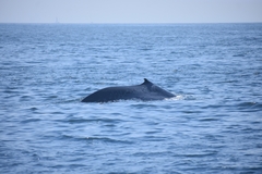 Balaenoptera musculus