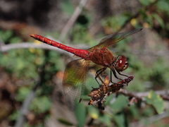 Sympetrum semicinctum