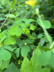 Oxalis stricta