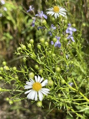 Symphyotrichum firmum