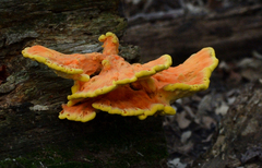 Laetiporus sulphureus