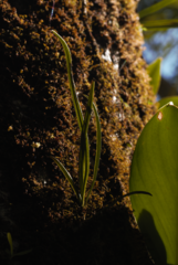 Elaphoglossum glabellum