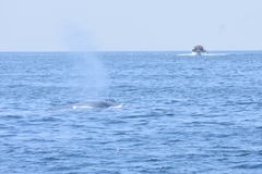 Balaenoptera musculus