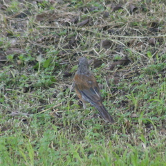 Turdus rufopalliatus