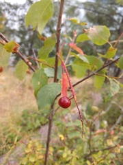 Prunus virginiana