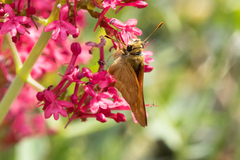 Ochlodes sylvanoides