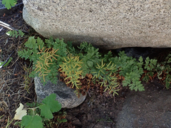Cryptogramma acrostichoides