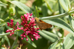 Ochlodes sylvanoides