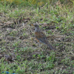 Turdus rufopalliatus