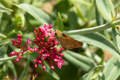 Ochlodes sylvanoides
