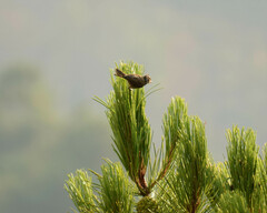 Lophophanes cristatus
