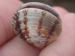 Veneridae